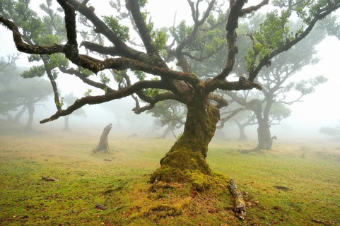 Old laurel forest or Laurissilva Forest
