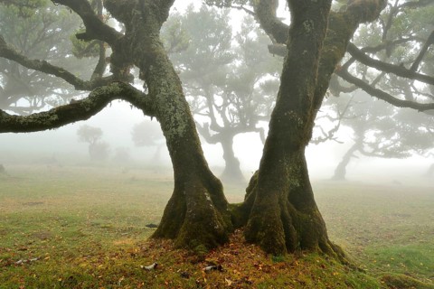 Old laurel forest or Laurissilva Forest