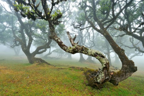 Old laurel forest or Laurissilva Forest