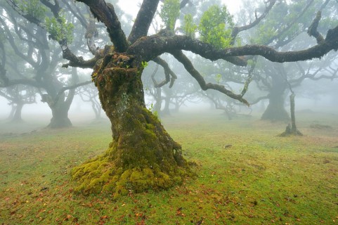 Old laurel forest or Laurissilva Forest