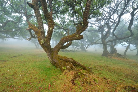 Old laurel forest or Laurissilva Forest