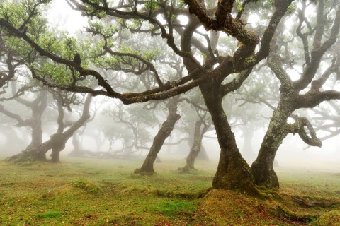 Old laurel forest or Laurissilva Forest