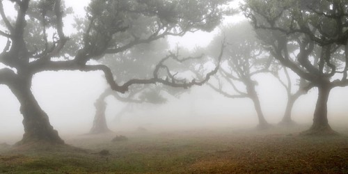Old laurel forest or Laurissilva Forest