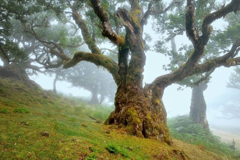 Old laurel forest or Laurissilva Forest