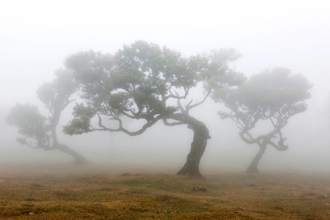 Old laurel forest or Laurissilva Forest