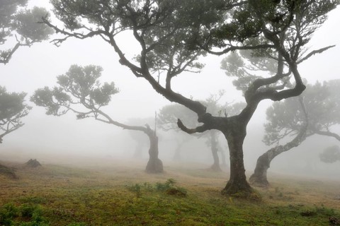 Old laurel forest or Laurissilva Forest