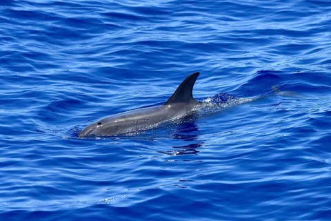 Atlantic spotted dolphin (Stenella frontalis)