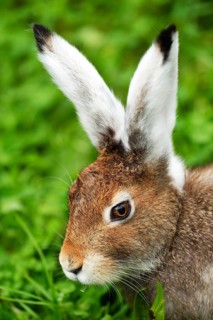 Arctic hare (Lepus timidus varronis)