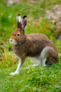 Arctic hare (Lepus timidus Varronis)