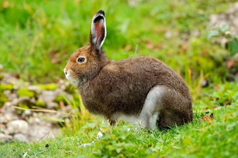 Arctic hare (Lepus timidus Varronis)