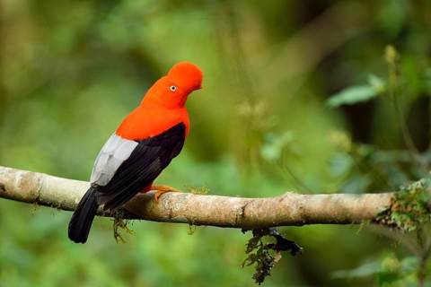 Andean cock-of-the-rock (Rupicola peruviana)