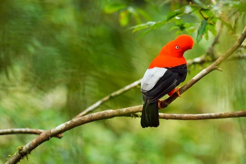 Andean cock-of-the-rock (Rupicola peruviana)