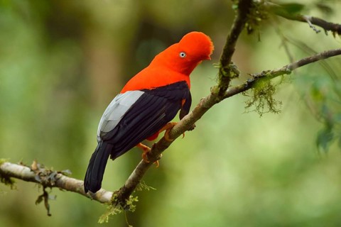 Andean cock-of-the-rock (Rupicola peruviana)