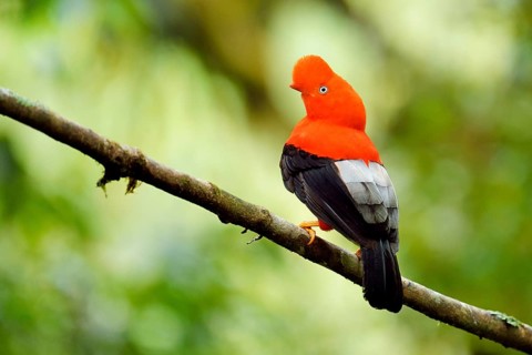Andean cock-of-the-rock (Rupicola peruviana)