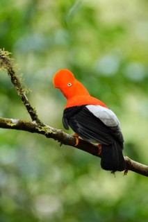 Andean cock-of-the-rock (Rupicola peruviana)