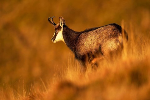 Chamois (Rupicapra rupicapra)