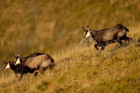 Chamois (Rupicapra rupicapra)