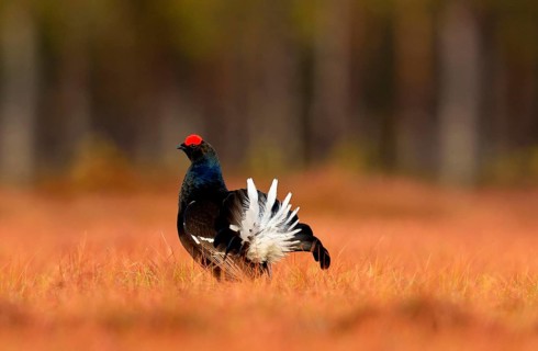 Black grouse