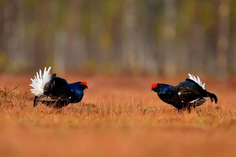 Black grouse