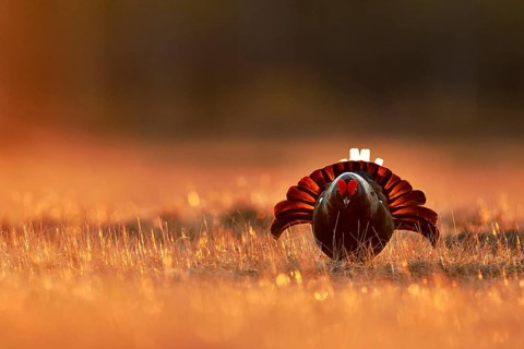 Black grouse