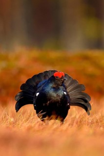 Black grouse