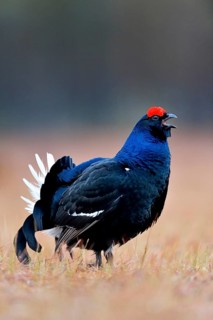 Black grouse