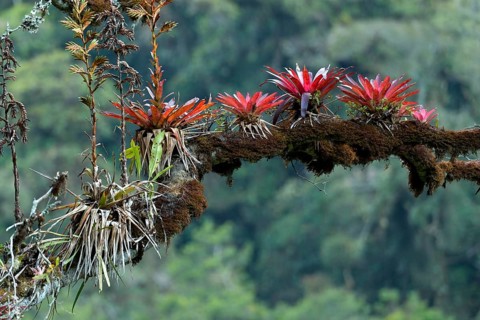 Epiphytes (epiphytes) on a jungle tree