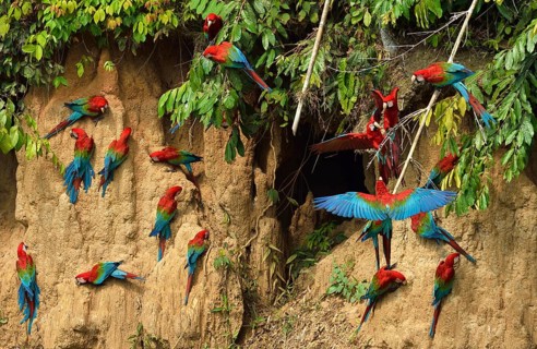 Red-and-green macaw (Ara chloroptera)