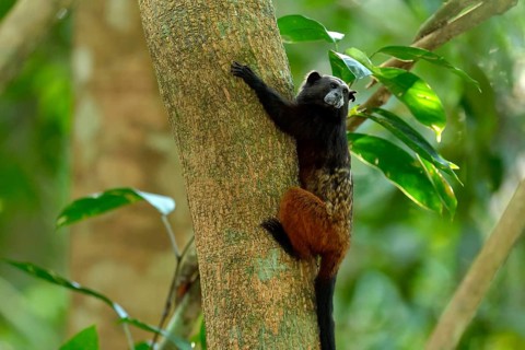 Brown-mantled tamarin (Saguinus fuscicollis) on a tree
