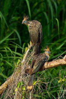 Two Hoatzins (Opisthocomus hoazin) sitting on tree branch