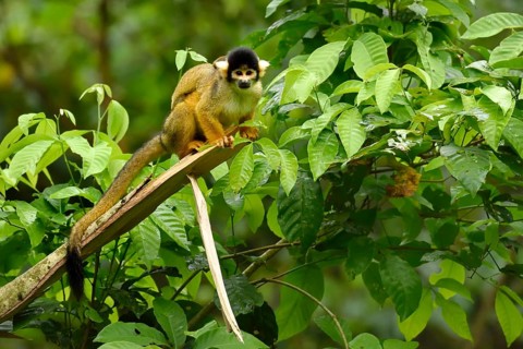 Squirrel Monkey (Saimiri sciureus) on a branch