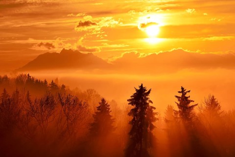 Sun rays shining through foggy spruce forest