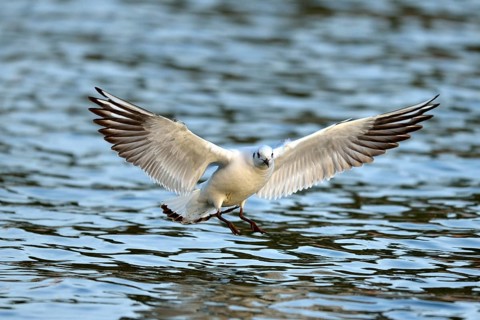 Black-headed gull (Larus ridibundus) flying