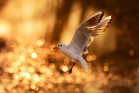 Black-headed gull (Larus ridibundus) in flight at sunset