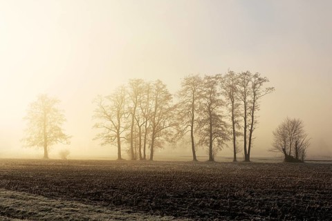 Black alder trees (Alnus glutinosa) in hoarfrost