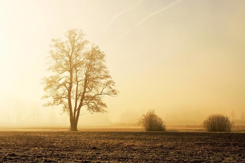 Black alder trees (Alnus glutinosa) in hoarfrost