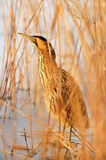 Bittern (Botaurus stellaris) on ice