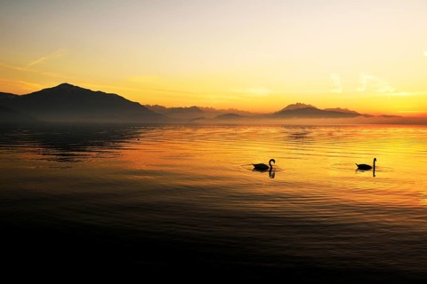 Mute Swan (Cygnus olor) at sunset