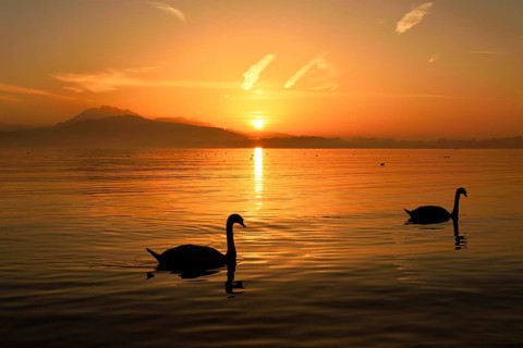 Mute Swans (Cygnus olor) at sunset in front of mountains