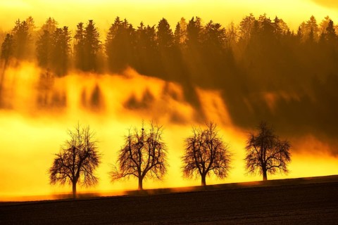 Sun rays filtering through a row of trees and fog