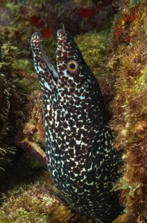 Spotted moray (Gymnothorax moringa)