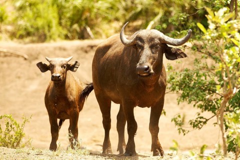 Cape buffalo (Syncerus caffer) with calf