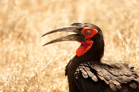Ground hornbill (Bucorvus sp.)