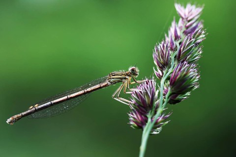 White-legged damselfly or blue featherleg (Platycnemis pennipes)
