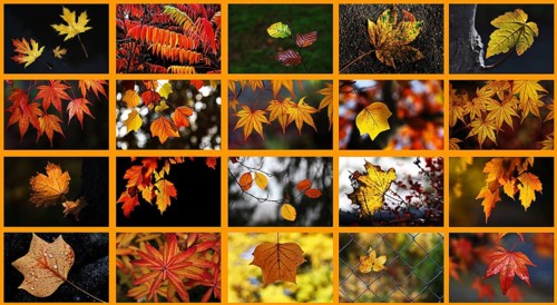Various autumn leaves