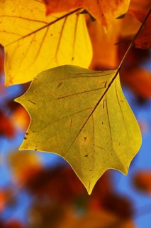Tulip tree (Liriodendron tulipifera)