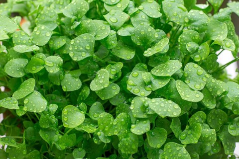 Indian lettuce