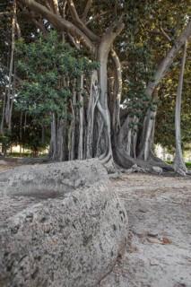 Moreton Bay fig or Australian banyan (Ficus macrophylla)