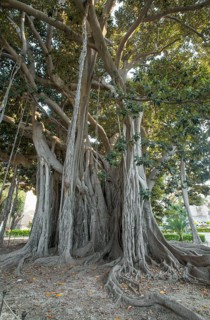 Moreton Bay fig or Australian banyan (Ficus macrophylla)