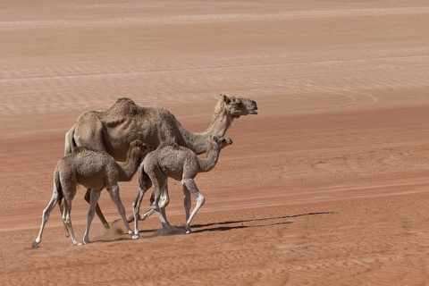 Dromedary (Camelus dromedarius)